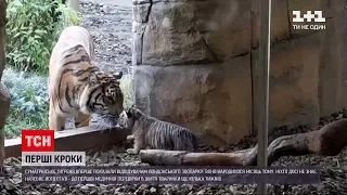 Новини світу: в зоопарку Лондона вперше показали гостям суматрійське тигреня | ТСН Ранок