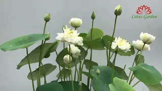 Grow lotus plant at home | grow lotus in pot