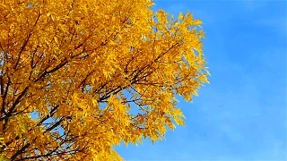 Золотая Осень. Золотые Кроны Деревьев и Синее Небо. Солнечная Погода Осенью. Футажи для видеомонтажа