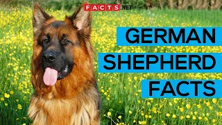 German Shepherd Facts You Have To Know Now!