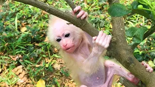 Baby Bibi tries to learn to climb on a branch