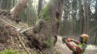 Felling big ugly spruce with STIHL MS 362C