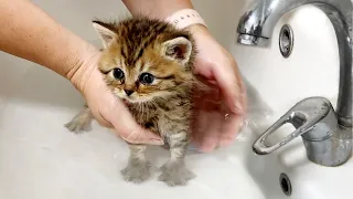 First bath of two adopted kittens