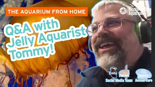 Jellyfish Q&A with Jelly Aquarist Tommy! | The Aquarium From Home