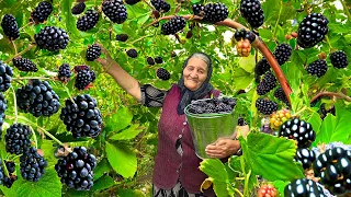 Harvesting Wild Blackberries in the Mountains and Making Jam, Cake and Drink!