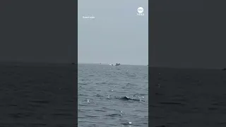 Three whales breach surface simultaneously off Cape Cod coast | ABC News