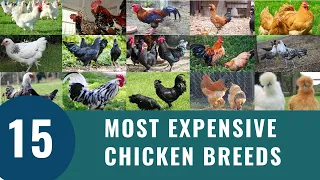 Top 15 Most Expensive Chickens