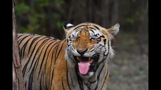 Wildlife Documentary of Tadoba National Park  II Tiger Country