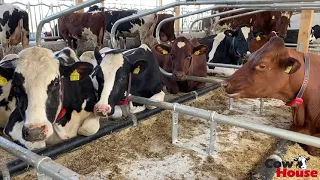 New-build free stall dairy barn of the Jacobsen family