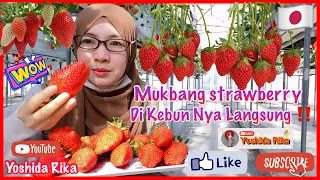 MUKBANG ‼️STRAWBERRY🍓DI KEBUN NYA LANGSUNG DI JEPANG🇯🇵MANTAAAAAP‼️👍