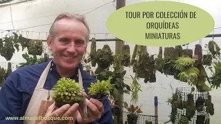 Tour por orquídeas miniatura Alma del Bosque