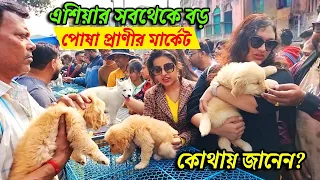 Asia Biggest Pet Market Galiff Street, Kolkata | dog market in kolkata | Gallif street kolkata | Dog