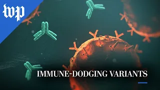 How new covid-19 variants dodge our immune systems