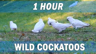 PARROT COMPANION SERIES | HOURS of White Cockatoos in the Wild | TV For Parrots