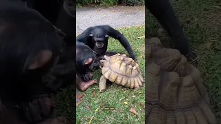 Sharing is caring beautiful nature moment 😍 #short #monkey #chimpanzee #turtle #animals #shortsvideo