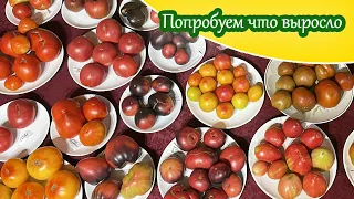 Дегустация сортовых томатов ч.1/ Моё мнение о вкусе выросших у меня сортовых томатов 2023