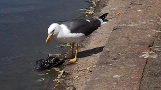 bbc Documentary ‐ the seagull who eats pigeons bbc Documentary