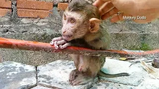 Baby Monkey Dodo | Dodo So Sad And Hug Clothes Dryer So Strong When Mom Try Take Him To Bath