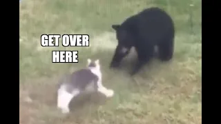 Cat fights Bear