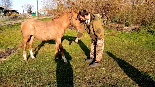 Дрессировка жеребёнка(2)