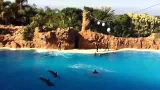 Шоу дельфинов, Лора парк о Тенерифе, Испания