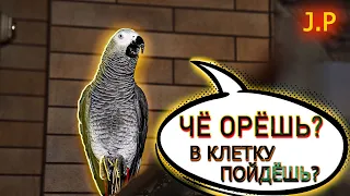 ✅ ГОВОРЯЩИЙ ПОПУГАЙ ДЕРЗИТ ХОЗЯИНУ 🐦 ЖАКО ПЕТРУНЯ #смешныеживотные