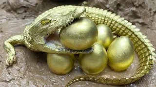 Stop Motion ASMR - The Golden Crocodile Trap Primitive Hunting and Fishing Experiment Cooking Cuckoo