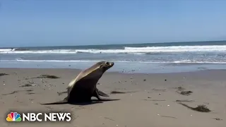 Toxic algae bloom believed to be cause of marine animal deaths along California coast