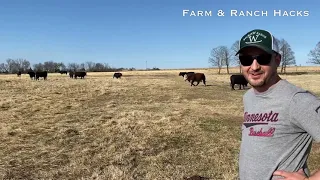 Pouring Bulls With Apple Cider Vinegar - Round 2