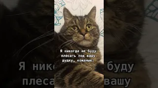 Кот Миша веселый