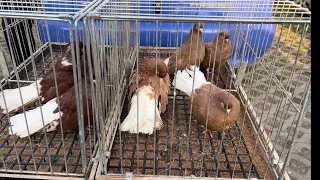 Rynek targ Wysokie Mazowiecki 13/04/2024 🕊#gołębie #ptaki #królik #kury #pigeons #market #rabbit