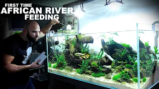 FEEDING THE AFRICAN RIVER TANK For The First Time!! Congo Tetra & Kribensis!! MD Fish Tanks