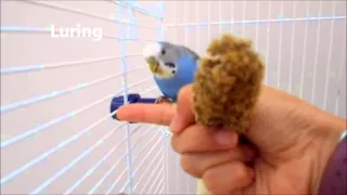 How I tamed my Bird