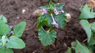 Cut-leaved Dead-nettle: A Striking Plant with Unique Features That Will Captivate Your Senses