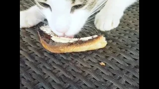 Cat eats toast
