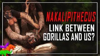 Is This the Last Common Ancestor of African Apes and Humans? | Nakalipithecus