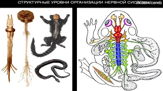 Сергей Вячеславович Савельев, нервные клетки не восстанавливаются