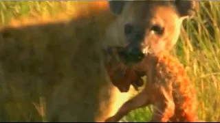 Львица поймала гиену которая расправилась с львёнком.