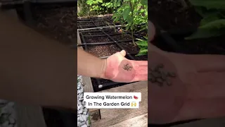🍉 Planting Watermelon Seeds In The Garden Grid™️ - Spacing & Tips to Keep In Mind 🙌