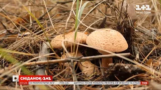 Де ховаються гриби у лісі та як швидко знайти грибні місця — Сніданок. Гриби