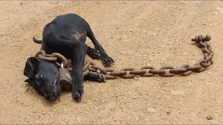 The poor dog chained under a bridge all his life was finally rescued . I adopted it