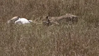 Cheetah stalk and kill in the Maasai Mara July 2018