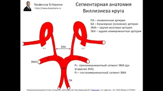 Клиническая и ультразвуковая анатомия брахиоцефальных артерий.  2 ЧАСТЬ