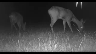 Badgers, deer and more: Camera trap wildlife Week 1 (2 - 8 August)