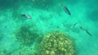 Catalina Island Snorkeling April 2018 (Isla Catalina) Dominican Republic