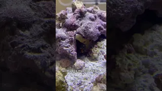 MANTIS SHRIMP vs GLASS!!