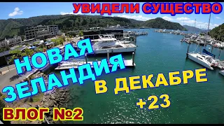 ВЛОГ. НОВАЯ ЗЕЛАНДИЯ Город Picton. Декабрь +23. МОРСКОЕ СУЩЕСТВО