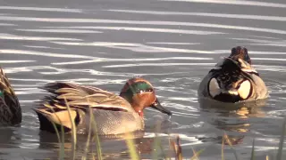 teal closeup