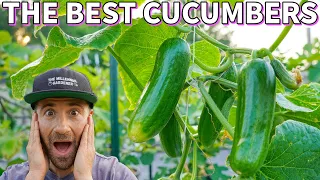 These Are The BEST CUCUMBERS I've EVER Grown! 3 Incredible Cucumber Varieties