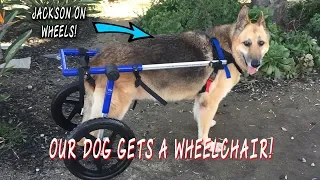 Our Dog Gets A Wheelchair!